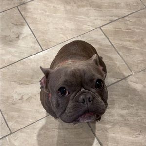 Meet your Posher, Gracie